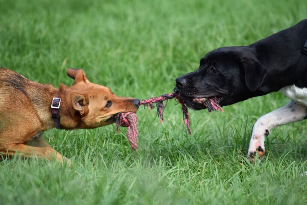 Two dogs passionately playing tug of war on a sunny day.