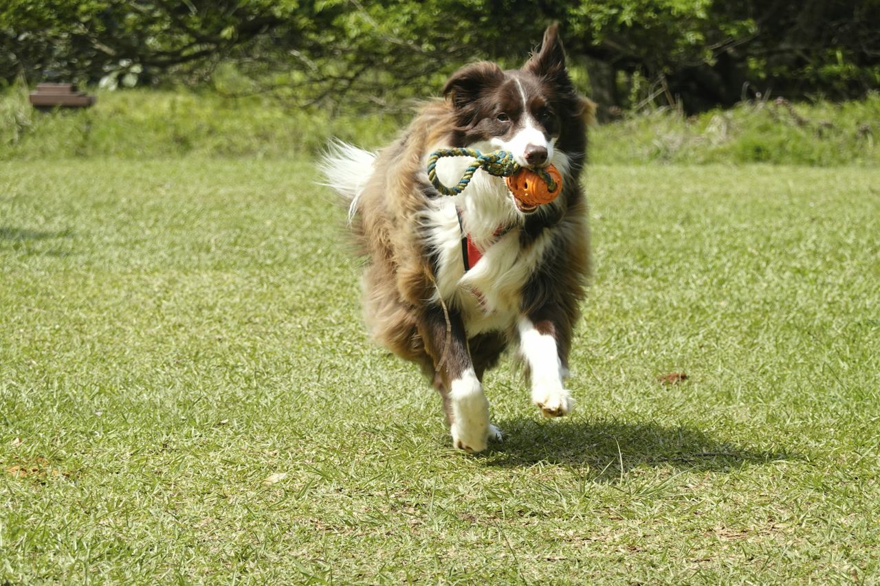 A joyful Border Collie running with a toy in a sunny park, showcasing agility and playfulness.