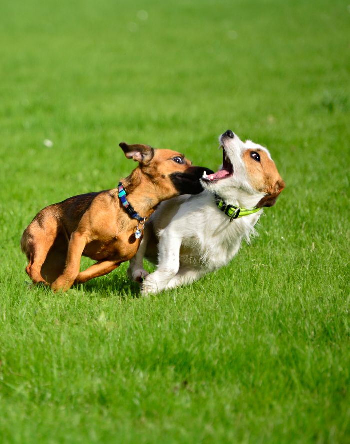 Two energetic dogs playing joyfully on a grassy field, showcasing their playful behavior.