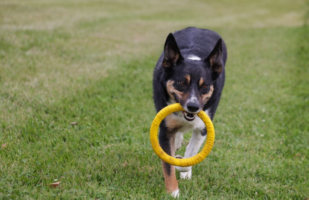 Border Collie with a toy ring running on grass, showcasing playful energy.